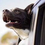 Read more about the article major league pets | Pet Grooming |  |  |