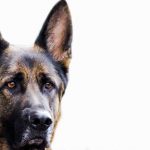 Read more about the article Urban Canis | Pet Grooming | 10013 | New York |