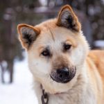 Read more about the article Village Grooming II | Dog & Cat Grooming & Supplies | 33618