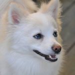 Read more about the article The Wagging Tail | Pet Grooming | 10013 | New York | Downtown