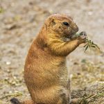 Read more about the article Chubby’s Lucky Day Dog Groom | Pet Grooming | 07032 | Kearny |