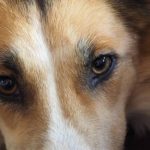 Read more about the article Paradise Pet Grooming | Dog & Cat Grooming & Supplies | 33607