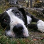 Read more about the article Maspeth Dog Grooming Salon | Pet Grooming | 11385 | Ridgewood |