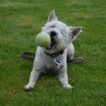 Read more about the article Dogs Cats & Co | Pet Grooming | 10028 | New York |