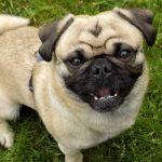 Read more about the article PetSmart Atlantic Ave | Pet Grooming | 11201 | Brooklyn |