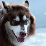 Read more about the article Finishing Touches By Stephanie | Pet Grooming | 10021 | New York |