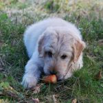 Read more about the article Pets-Kids Photography | Dog & Cat Grooming & Supplies | 07093 | West New York |