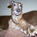 Read more about the article Paws In Chelsea | Pet Grooming | 10011 | New York |