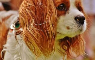 Dog Spa of Sandy Springs | Dog & Cat Grooming & Supplies | 30328 3