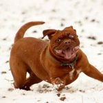 Read more about the article Pampered Pets | Dog & Cat Grooming & Supplies | 30316