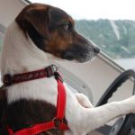 Read more about the article Yuppie Puppy Pet Care Inc | Pet Grooming | 10024 | New York |