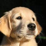 Read more about the article Hoboken Dog Wash | Pet Grooming | 07030 | Hoboken |