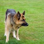 Read more about the article Grooming All Pets | Pet Grooming | 10028 | New York |