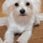 Read more about the article Center for Animal Care and Control | Pet Grooming | 10029 | New York | Uptown