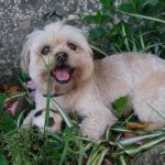 Read more about the article Spot | Pet Grooming | 10011 | New York |