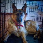 Read more about the article Puppy ‘R’ US Corp | Pet Grooming | 11369 | East Elmhurst |