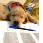 Read more about the article Tails A Wag’n | Pet Grooming | 07047 | North Bergen |