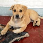 Read more about the article Paws Pet Grooming Shop | Dog & Cat Grooming & Supplies | 33629