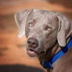 Read more about the article Gentle Touch Dog Grooming | Pet Grooming | 11234 | Brooklyn |