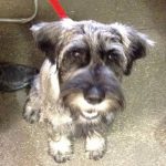 Read more about the article Sarah’s Groom Room | Dog & Cat Grooming & Supplies | 30342