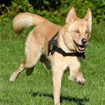 Read more about the article PETCO | Pet Grooming | 11234 | Brooklyn |