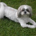 Read more about the article Furry Paws 6 | Pet Grooming | 10022 | New York |