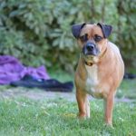 Read more about the article Towne House Grooming | Pet Grooming | 10001 | New York |