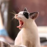 Read more about the article NY Clever K9 Inc. | Dog & Cat Grooming & Supplies | 11385 | Glendale |