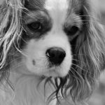 Read more about the article Penny’s Poodle Parlor | Pet Grooming | 07031 | North Arlington |