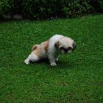 Read more about the article Dog House Spa | Pet Grooming | 10029 | New York | Uptown