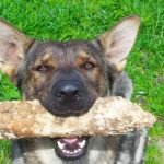 Read more about the article All Star Pets | Pet Grooming |  |  |