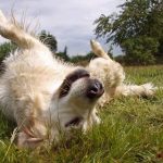 Read more about the article Good Dog! Private Pet Grooming | Pet Grooming | 10016 | New York |