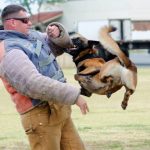 Read more about the article Doggy Stylez Grooming | Pet Grooming | 10128 | New York | Remsen Village