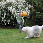 Read more about the article Pretty Pup Pet Grooming & Spa |  | 30281