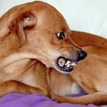 Read more about the article PETCO | Dog & Cat Grooming & Supplies | 11414 | Howard Beach |