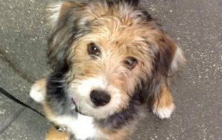 123 Doggie Spa & Doggie Daycare | Pet Grooming | 3