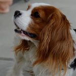 Read more about the article A Dog’s Day of Beauty | Pet Grooming | 21222