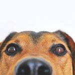 Read more about the article Arbutus Poodle Salon | Pet Grooming | 21227