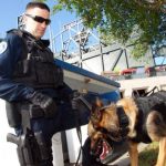 Read more about the article Foxy Dogy | Pet Grooming | 21133