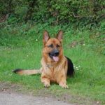 Read more about the article Urban Dog | Pet Boarding & Kennels | 90025 | West LA