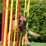 Read more about the article Groom To Bloom | Dog & Cat Grooming & Supplies | 90042 | East LA