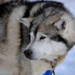 Read more about the article Unleashed by Petco | Pet Stores | 90046 | Central LA