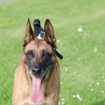 Read more about the article Hanmi Pet Shop | Dog & Cat Grooming & Supplies | 90006 | Mid City