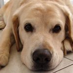 Read more about the article South Park Doggie Daycare Boarding & Grooming | Dog & Cat Grooming & Supplies | 90015 | Downtown Los Angeles