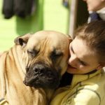 Read more about the article Puppy Love Pet Spa | Dog & Cat Grooming & Supplies | 90041 |