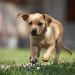 Read more about the article Sparky’s | Dog & Cat Grooming & Supplies | 90025 | West LA