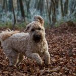 Read more about the article Tokyo Pup Japanese Style Dog Grooming | Pet Services | 90025 |