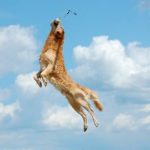 Read more about the article Olympic & La Brea Dog Grooming | Dog & Cat Grooming & Supplies | 90036 | Miracle Mile