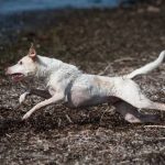 Read more about the article Town & Country Pet Services | Pet Stores | 90064 | West LA