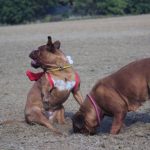 Read more about the article Bells & Bows Mobile Grooming | Dog & Cat Furnishings & Supplies | 90001 |